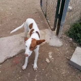 Adopta a Sol