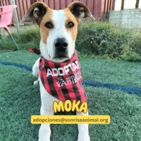 Adopta a Moka