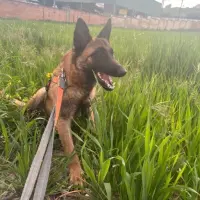 Adopta a Beyonce.