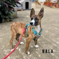 Adopta a Nala