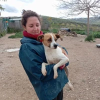 Adopta a Tolin-- Perrito En Adopción, Tlf 645978718