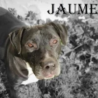 Adopta a Jaume
