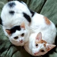 Adopta a Ciao & Ginger