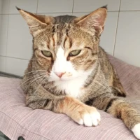 Adopta a Ágatha