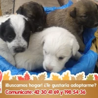Adopta a Babies