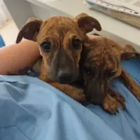 Adopta a Punto Y Pelota
