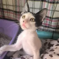 Adopta a Spook