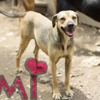Adopta a Emi