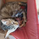 Adopta a 2 Camadas