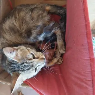 2 Camadas
