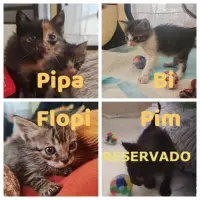 Adopta a Pipa Y Flopi