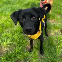 Adopta a Augusto