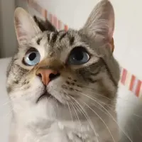 Adopta a Mapache