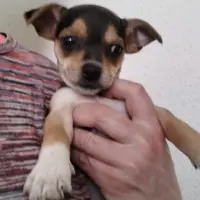 Adopta a Dakota