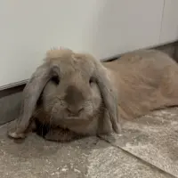 Adopta a Melindro