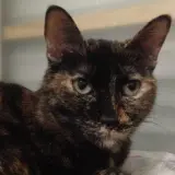 Adopta a Lily
