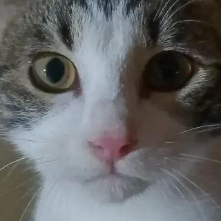 Dixie