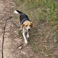 Adopta a Gambia