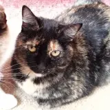 Adopta a María