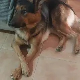 Adopta a Blaky