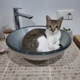Adopta a Haru