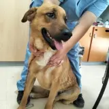 Adopta a Polo