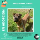 Adopta a Akira