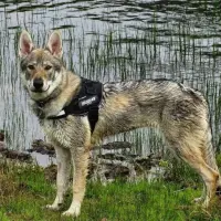 Adopta a Kira