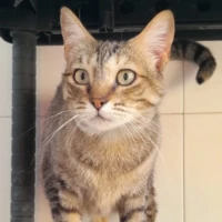 Adopta a Julieta