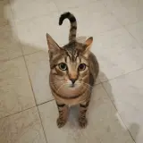 Adopta a Osi