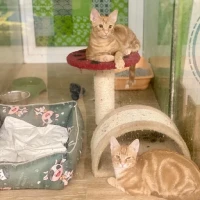 Adopta a Lucas Y Mufasa