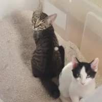 Adopta a Batman Y Robin
