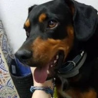 Adopta a Walter Jugueton