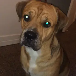 Tyson
