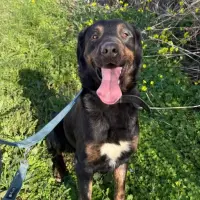 Adopta a Axel