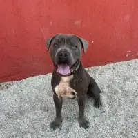 Adopta a Dom