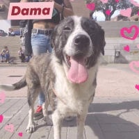 Adopta a Dama