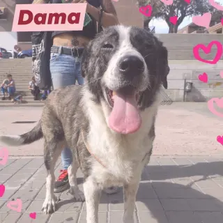Dama