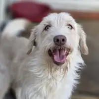 Adopta a Sam
