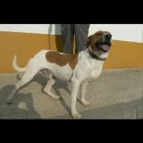 Adopta a Enzo