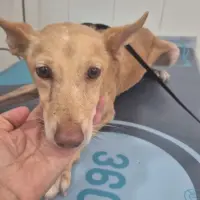 Adopta a Roma Perrita De 6 Kg Tlf 645978718