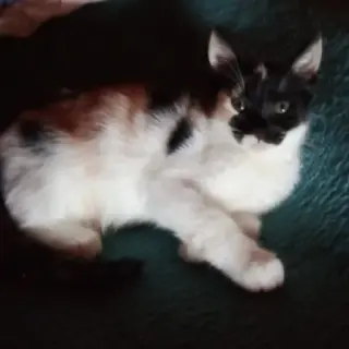 Ivy