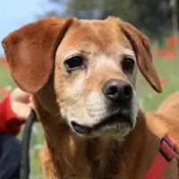 Adopta a Siri