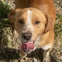 Adopta a Zipi