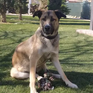 Tina