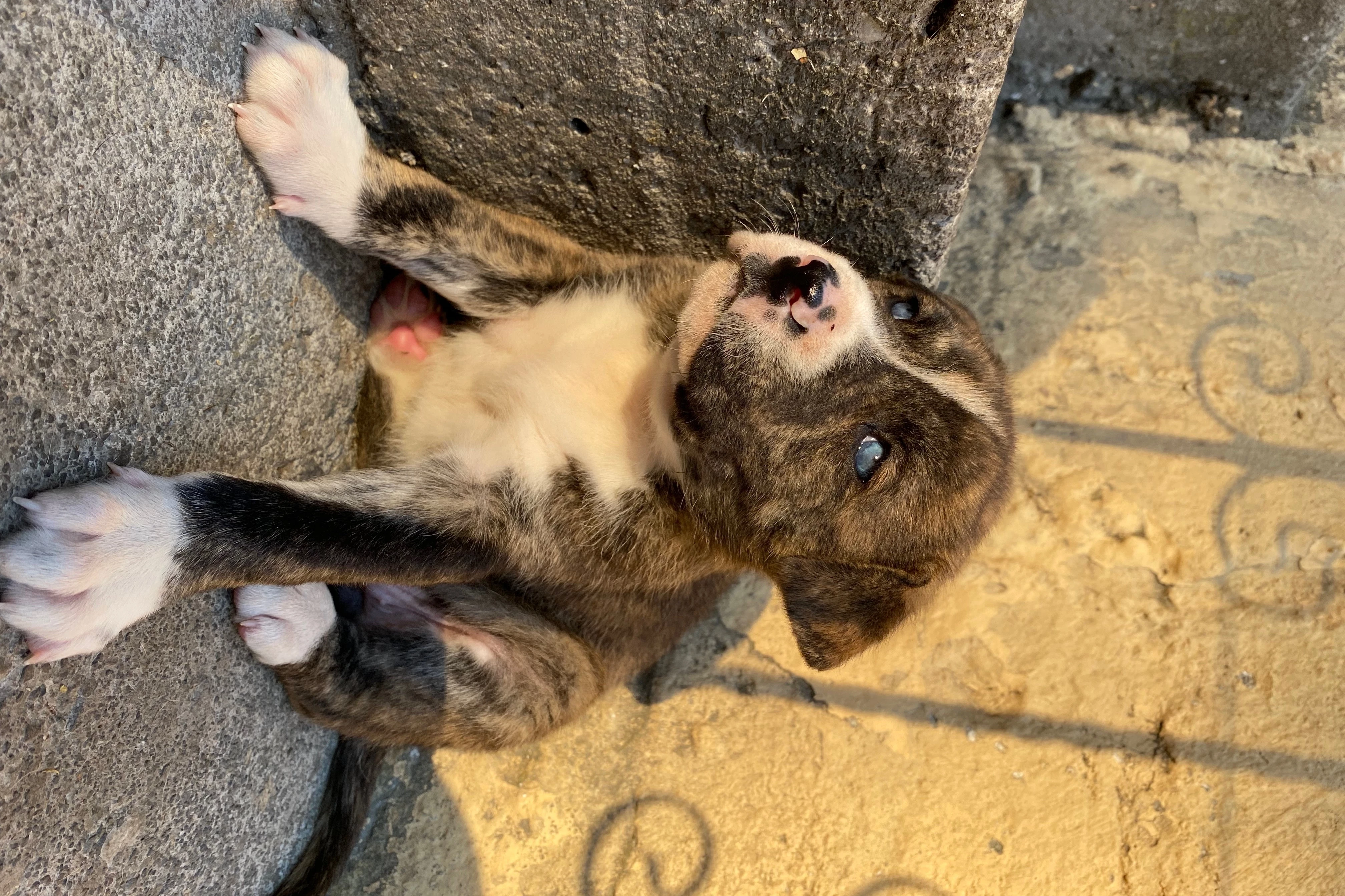 Adopta a Cachorros Cruza de Pitbull, un perro de Ciudad de México, México •  ¡Encuéntralo en Miwuki Pet Shelter!