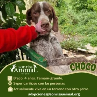 Adopta a Choco