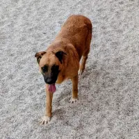 Adopta a Bobba