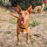 Adopta a Quilla