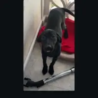 Adopta a Ruby